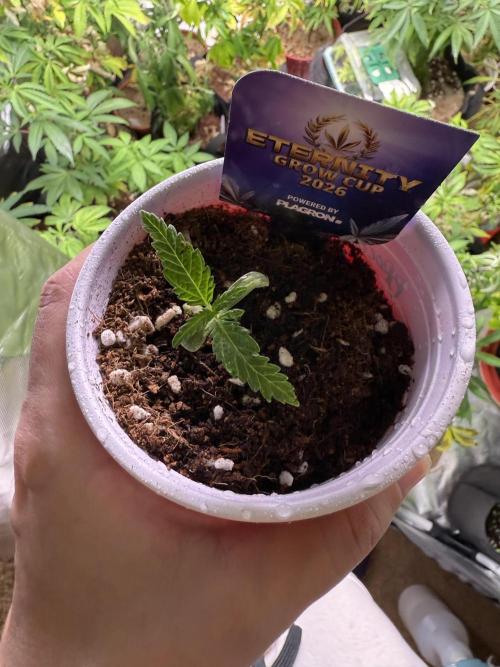 Eternity Grow Cup 2026 - Sticky Broccoli. Week 1