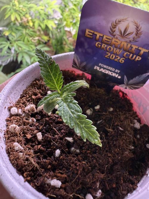Eternity Grow Cup 2026 - Sticky Broccoli. Week 1