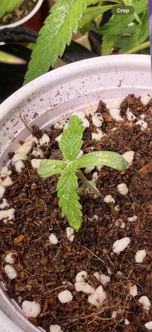 Eternity Grow Cup 2026 - Sticky Broccoli. Week 1