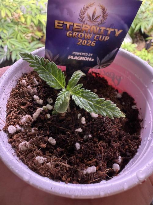 Eternity Grow Cup 2026 - Sticky Broccoli. Week 2