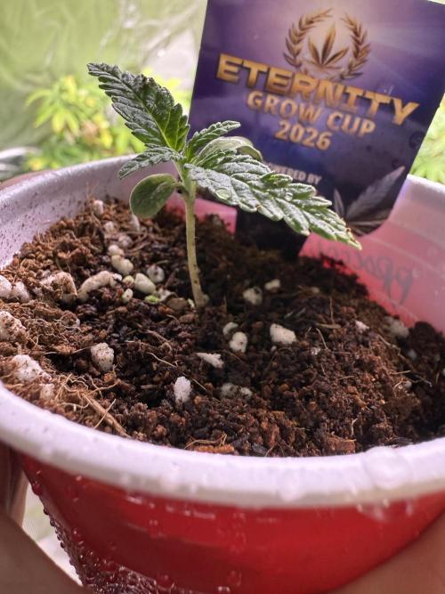 Eternity Grow Cup 2026 - Sticky Broccoli. Week 2