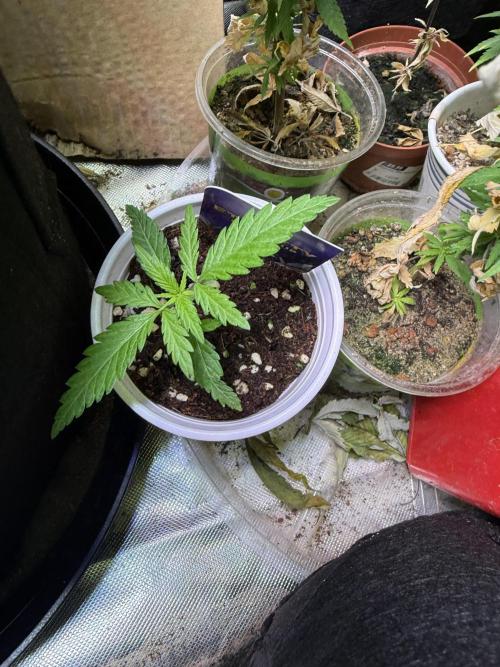 Eternity Grow Cup 2026 - Sticky Broccoli. Week 2