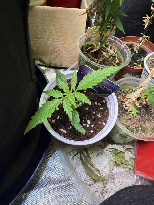 Eternity Grow Cup 2026 - Sticky Broccoli. Week 2