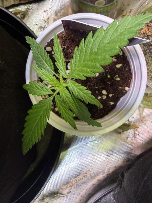 Eternity Grow Cup 2026 - Sticky Broccoli. Week 2