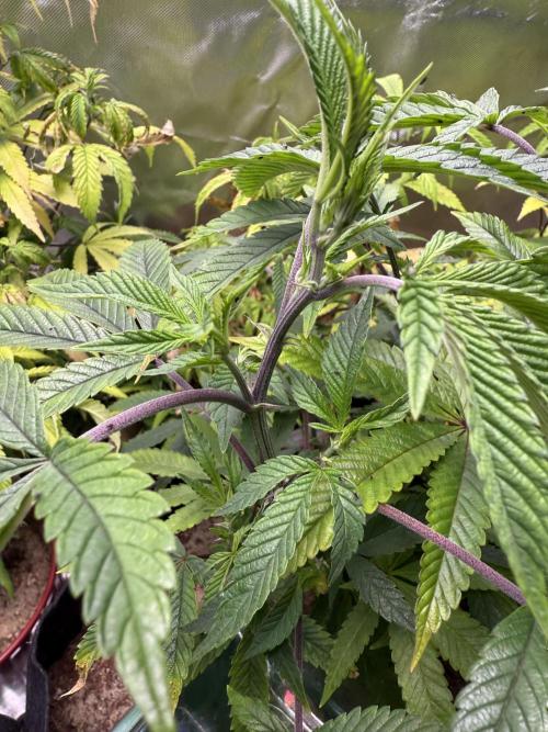 Slurricane Photo Grow. Week 6