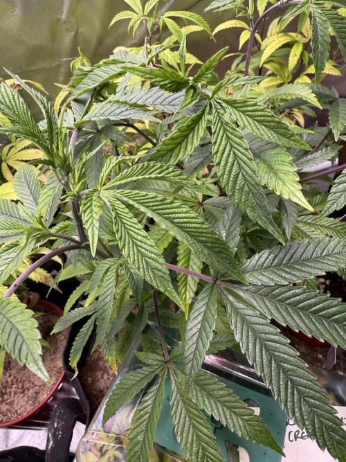 Slurricane Photo Grow. Week 6