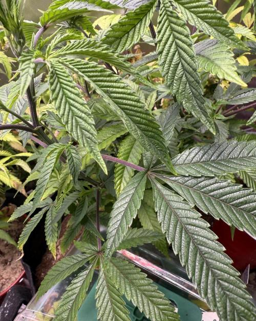 Slurricane Photo Grow. Week 6