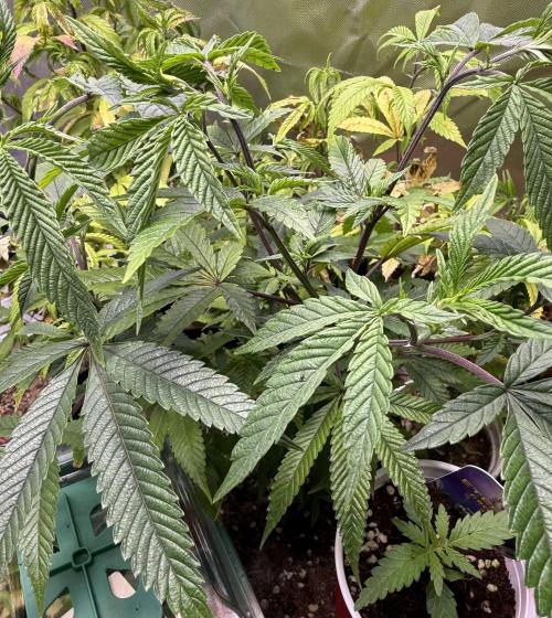 Slurricane Photo Grow. Week 6