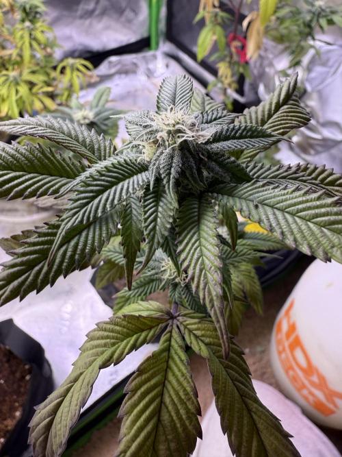 Mai Thai x Zkittles Cake Clone Grow. Week 9