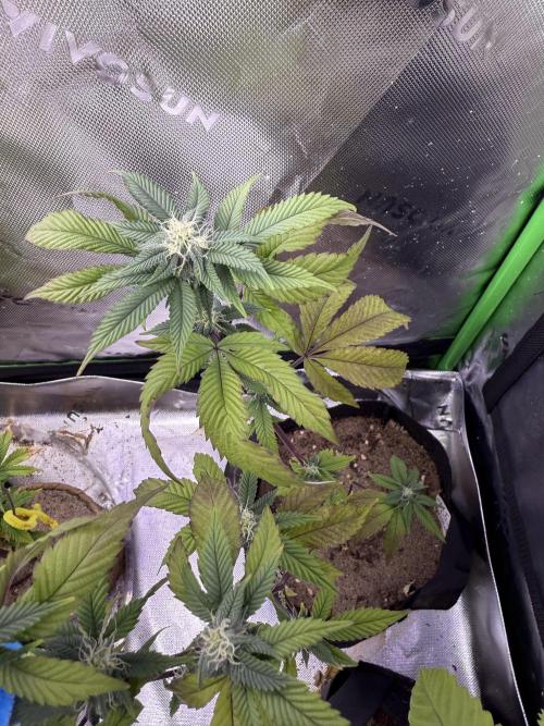 Mai Thai x Zkittles Cake Clone Grow. Week 9