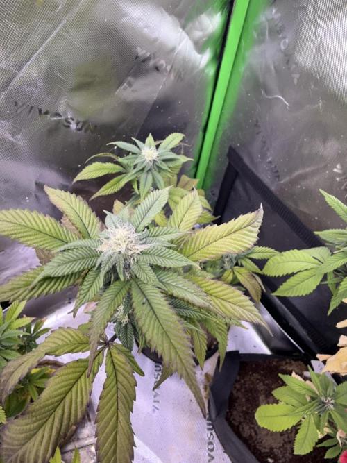 Mai Thai x Zkittles Cake Clone Grow. Week 9