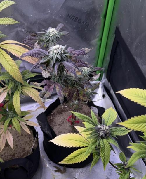 Mai Thai x Zkittles Cake Clone Grow. Week 9