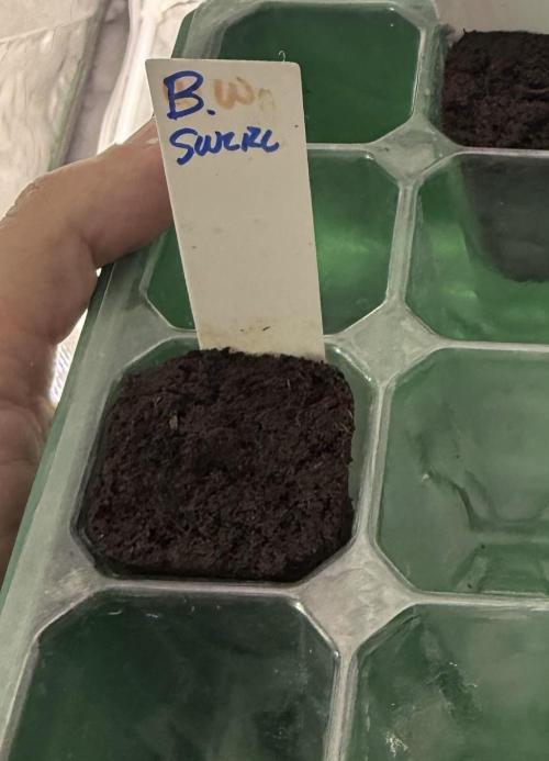 IZI Seeds Brain Swirl Fem Photo. Week 0