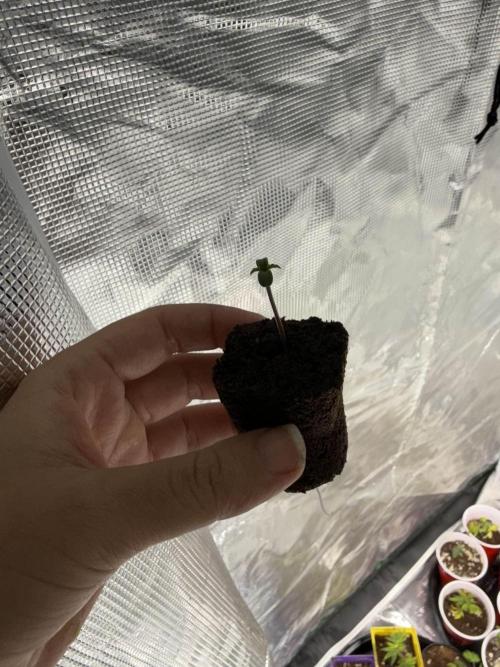 IZI Seeds Brain Swirl Fem Photo. Week 0