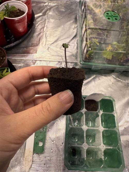 IZI Seeds Brain Swirl Fem Photo. Week 0