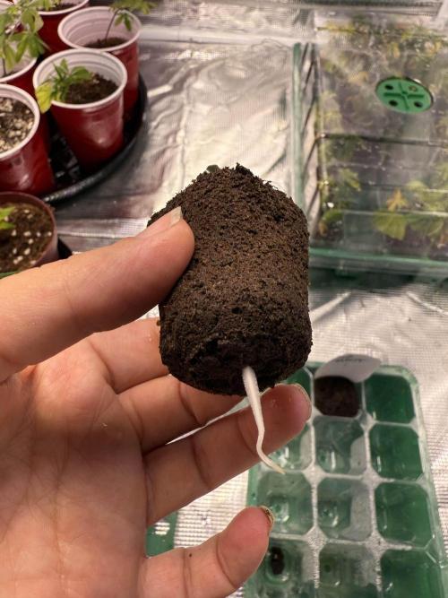 IZI Seeds Brain Swirl Fem Photo. Week 0