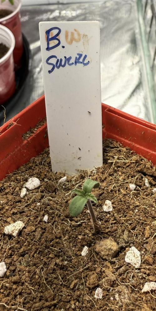 IZI Seeds Brain Swirl Fem Photo. Week 0