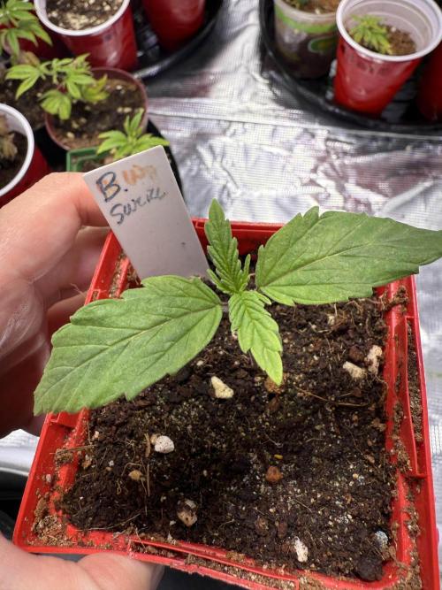 IZI Seeds Brain Swirl Fem Photo. Week 1