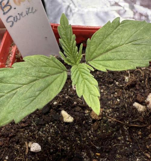 IZI Seeds Brain Swirl Fem Photo. Week 1