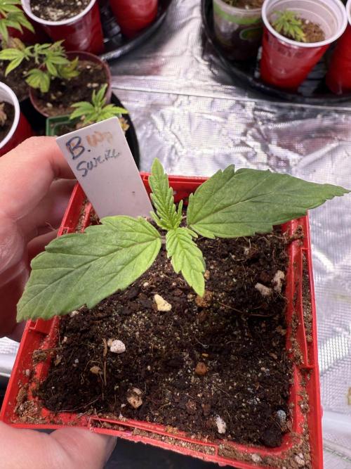 IZI Seeds Brain Swirl Fem Photo. Week 1