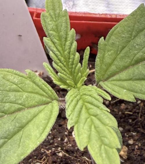 IZI Seeds Brain Swirl Fem Photo. Week 1