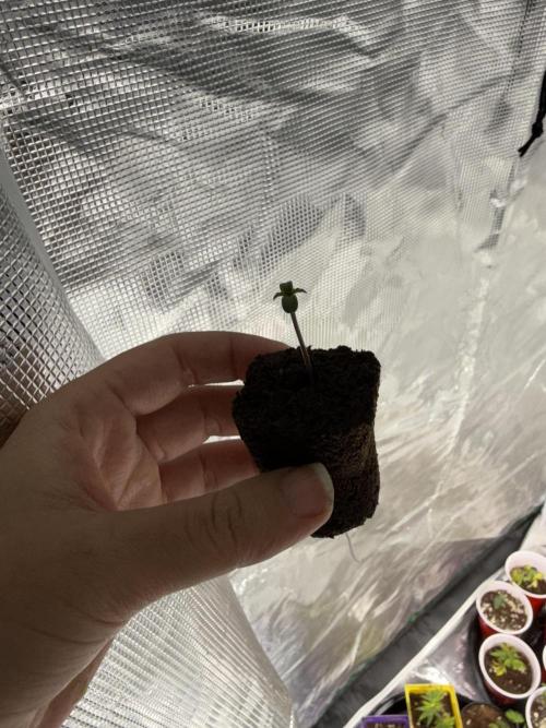 IZI Seeds Permanent Bluez Grow. Week 0