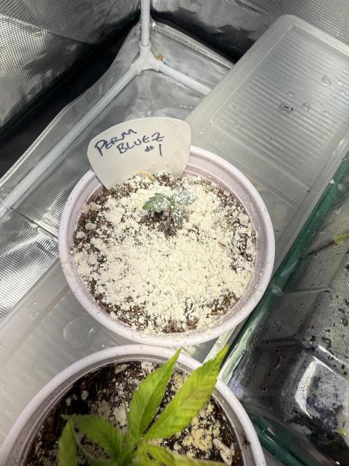 IZI Seeds Permanent Bluez Grow. Week 0