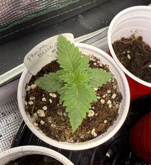 IZI Seeds Permanent Bluez Grow. Week 1