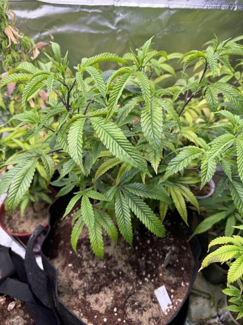 Slurricane Photo Grow. Week 7