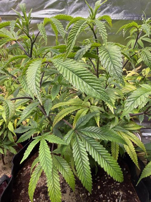 Slurricane Photo Grow. Week 7