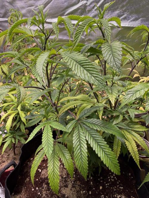 Slurricane Photo Grow. Week 7