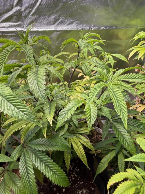 Slurricane Photo Grow. Week 7