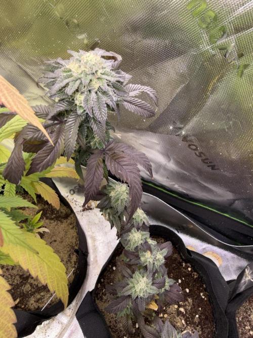 Mai Thai x Zkittles Cake Clone Grow. Week 10