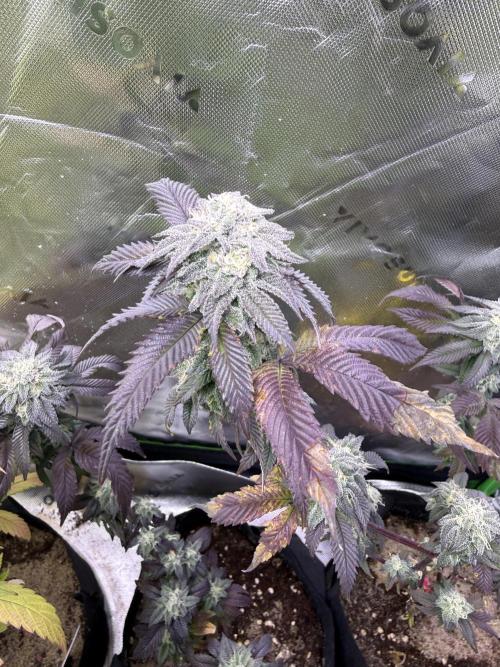 Mai Thai x Zkittles Cake Clone Grow. Week 10