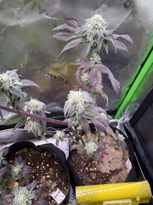Mai Thai x Zkittles Cake Clone Grow. Week 10