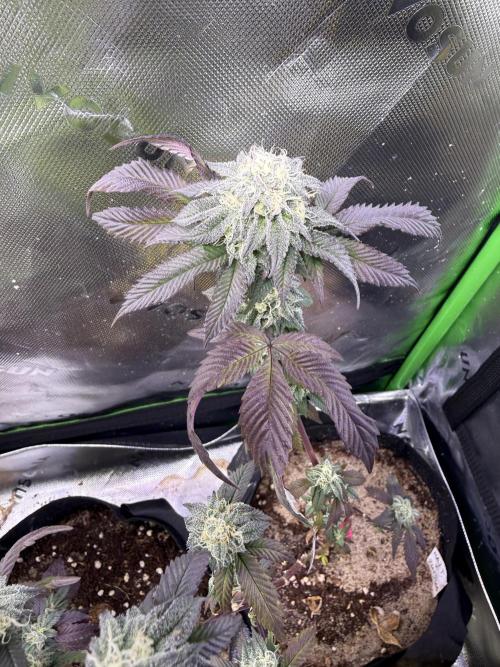 Mai Thai x Zkittles Cake Clone Grow. Week 10