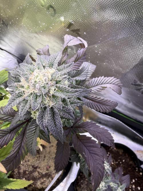 Mai Thai x Zkittles Cake Clone Grow. Week 10