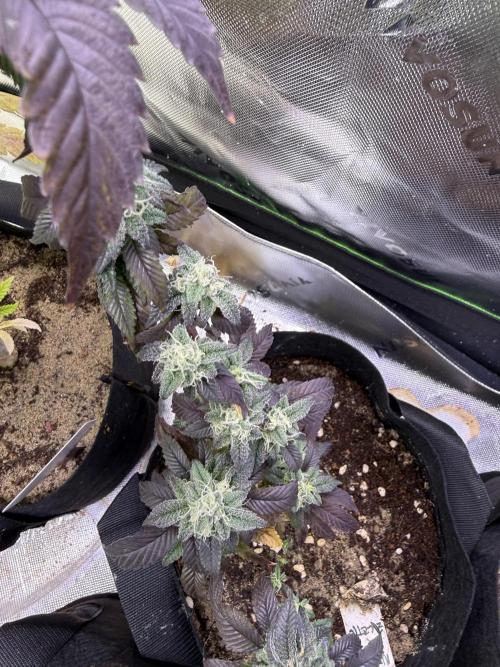 Mai Thai x Zkittles Cake Clone Grow. Week 10