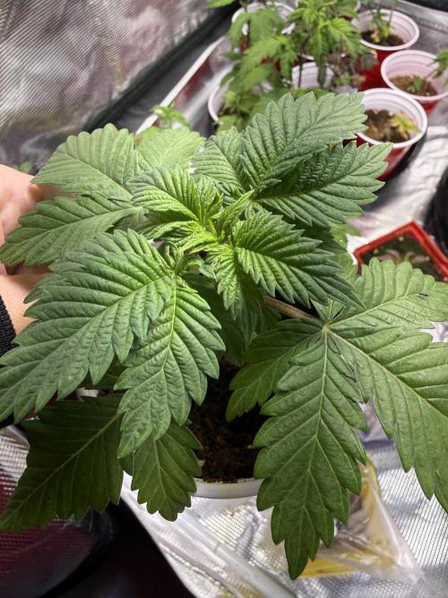 IZI Seeds Permanent Bluez Grow. Week 2