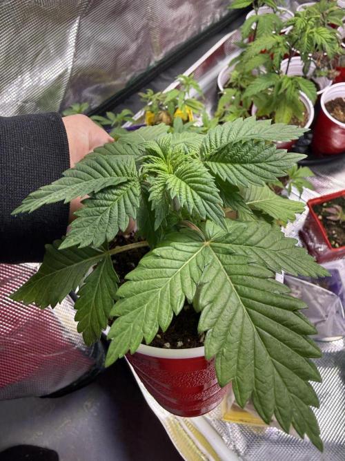 IZI Seeds Permanent Bluez Grow. Week 2