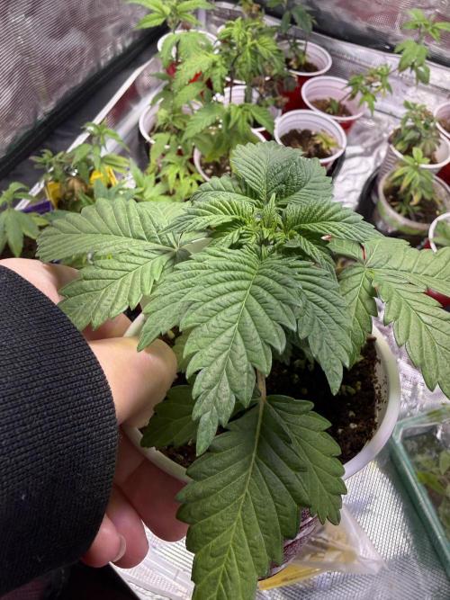 IZI Seeds Permanent Bluez Grow. Week 2