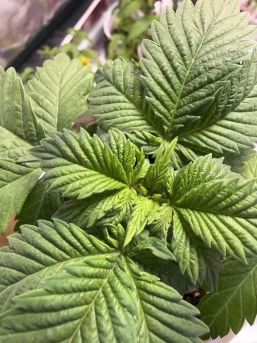 IZI Seeds Permanent Bluez Grow. Week 2