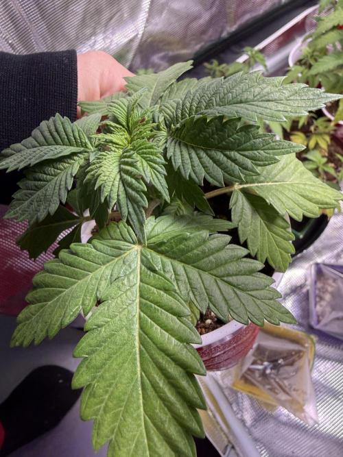 IZI Seeds Permanent Bluez Grow. Week 2