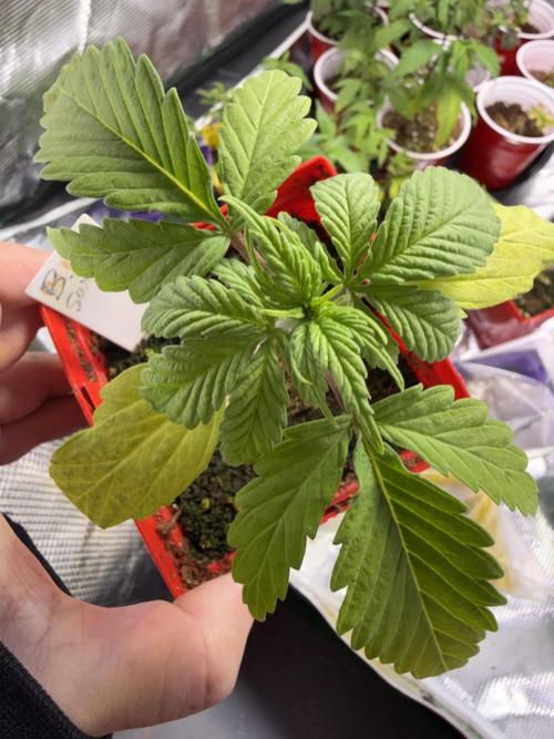 IZI Seeds Brain Swirl Fem Photo. Week 2