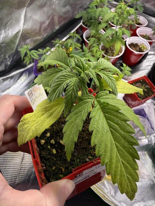 IZI Seeds Brain Swirl Fem Photo. Week 2