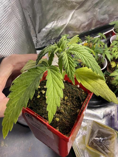 IZI Seeds Brain Swirl Fem Photo. Week 2