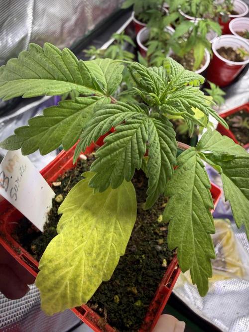 IZI Seeds Brain Swirl Fem Photo. Week 2