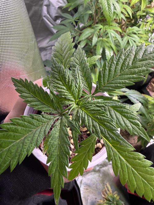 Eternity Grow Cup 2026 - Sticky Broccoli. Week 3