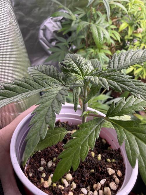 Eternity Grow Cup 2026 - Sticky Broccoli. Week 3