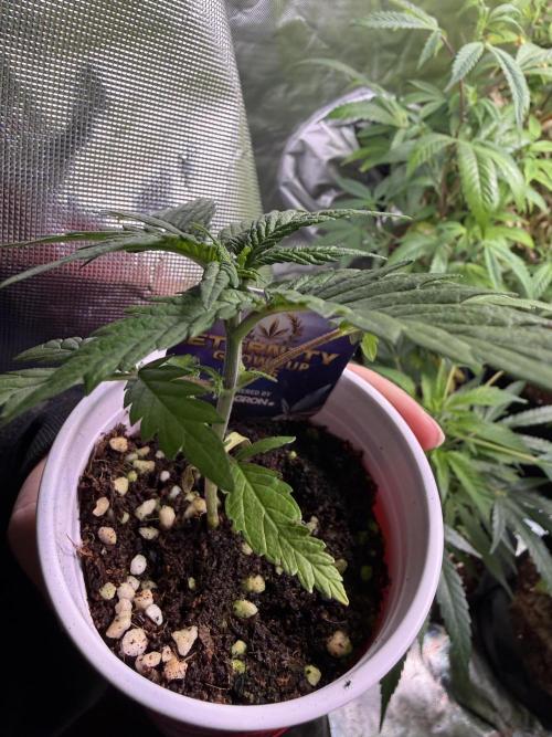 Eternity Grow Cup 2026 - Sticky Broccoli. Week 3